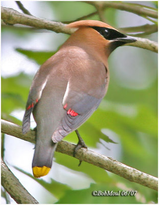 CEDAR WAXWING