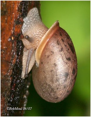 GARDEN SNAIL