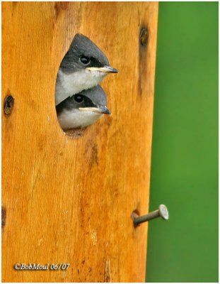 Tree Swallow-Chow Time!