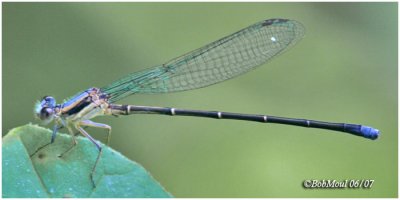 Damselfly (Powdered?)