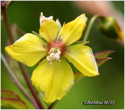 Fringed Loosestrife