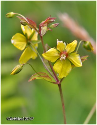 Fringed Loosestrife