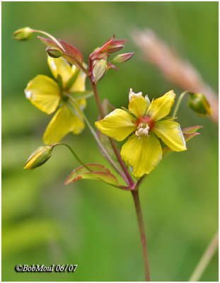 Fringed Loosestrife