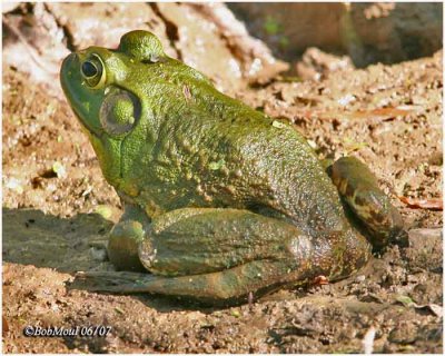 Bull Frog-Immature Male