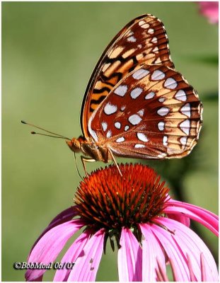 Great Spangled Fritillary