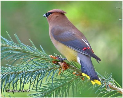 Cedar Waxwing
