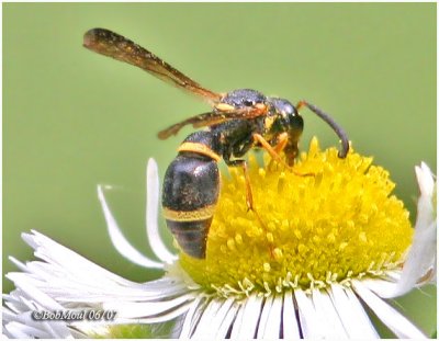 Mason Wasp-Male