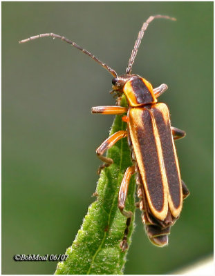 BEETLES  (Coleoptera)
