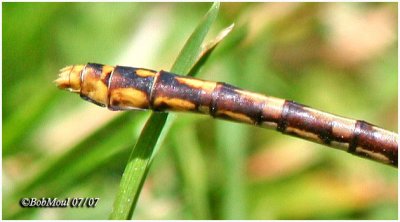 Appalachian Snaketail-Female