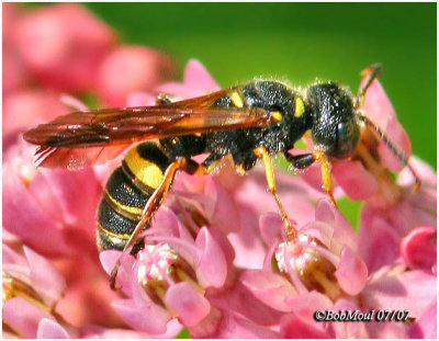 Beetle Hunter Wasp