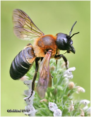 Giant Resin Bee