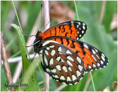 Regal Fritillary-FemaleSpeyria idalia