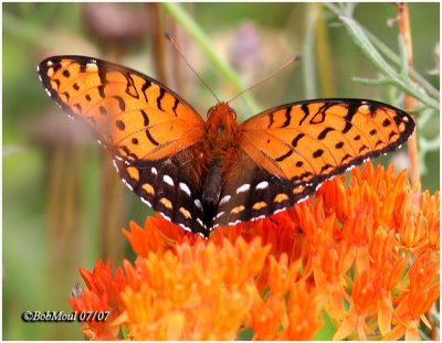 Regal Fritillary-MaleSpeyria idalia