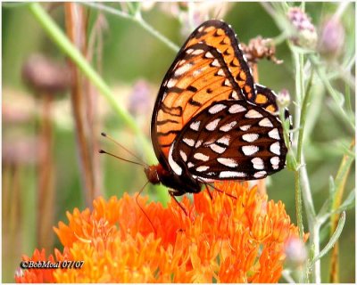 Regal Fritillary-MaleSpeyria idalia