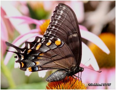 Eastern Tiger Swallowtail-Black Form, Always FemalePapilio glaucus