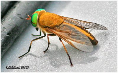 Horse Fly-Female