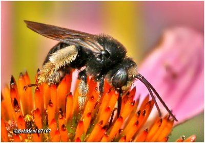Long-horned Bee-Male