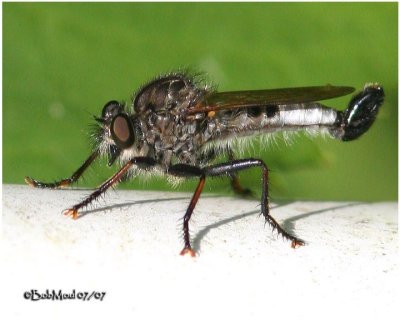 Robber Fly-Male