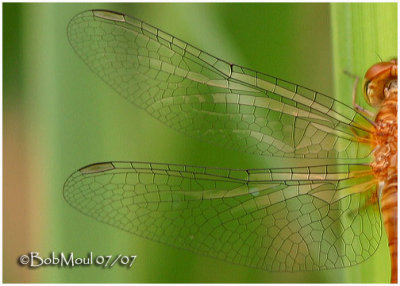 Yellow-legged Meadowhawk