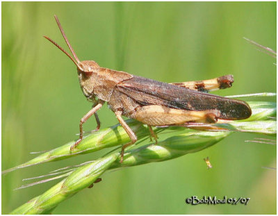 Northern Green-striped Grasshopper-Male
