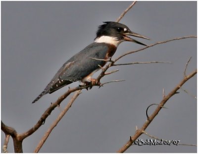 Belted Kingfisher-Female
