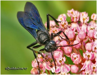 Great Black Wasp