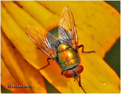 Green Bottle Fly-Male