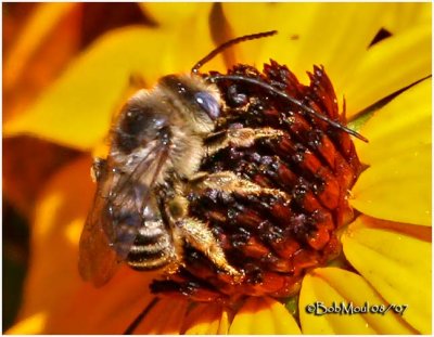 Long Horned Bee (Tribe) Male