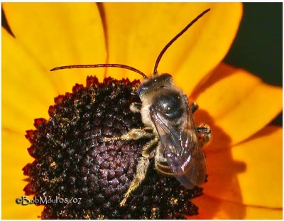 Long Horned Bee (tribe) Male