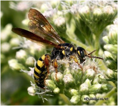 Tiphiid Wasp-Female