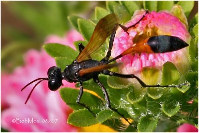 Thread-waisted Wasp