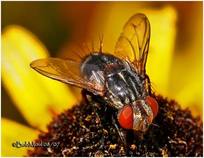 Flesh Fly-Female