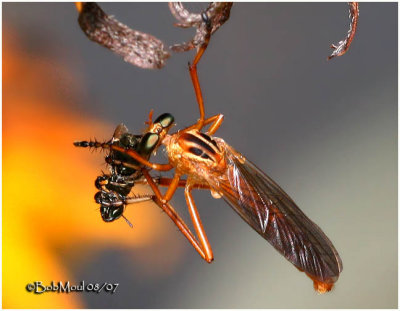 Hanging Thieves Robberfly