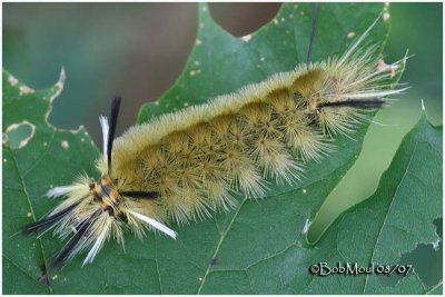 Banded Tussock Moth Caterpillar Halysidota tessellaris #8203