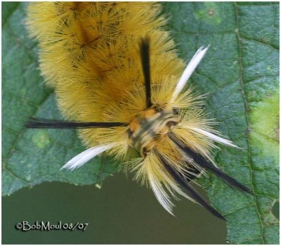 Banded Tussock Moth Caterpillar Halysidota tessellaris #8203