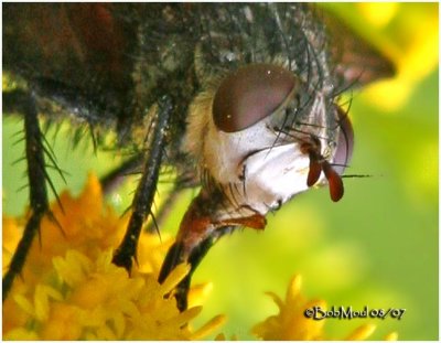 Tachinid Fly-Male