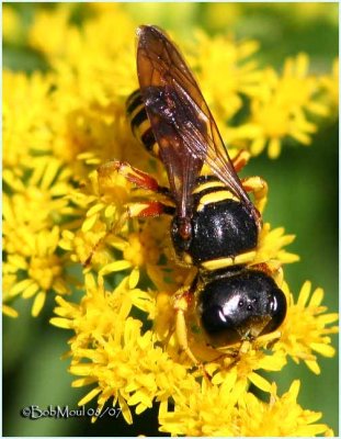 Square Headed Wasp