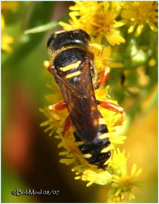 Square Headed Wasp