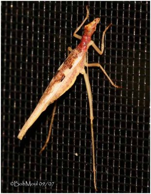 Two-Spotted Tree Cricket