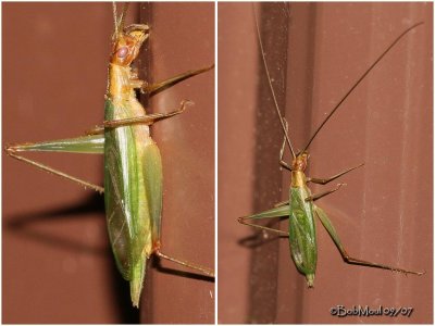 Pine Tree Cricket