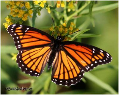 ViceroyLimenitis archippus