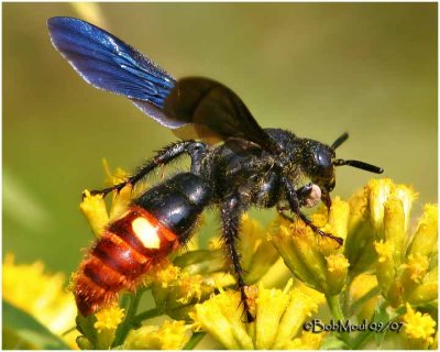 Scoliid Wasp