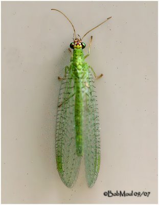 Green Lacewing