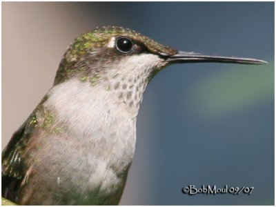 Ruby Throated Hummingbird-Immature Male