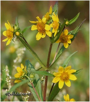 Nodding Bur Marigold