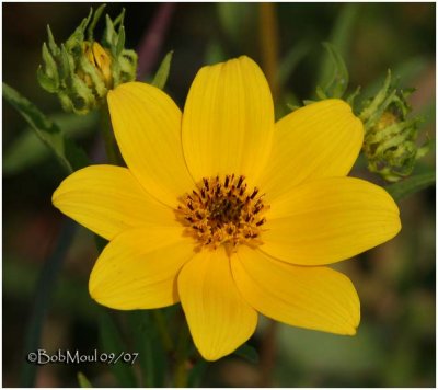 Nodding Bur Marigold