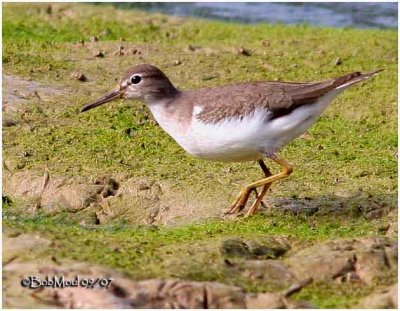 Spotted Sandpiper-Fall Plumage