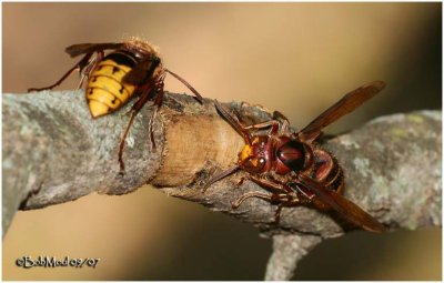 European Giant Hornet