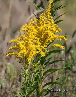 Goldenrod