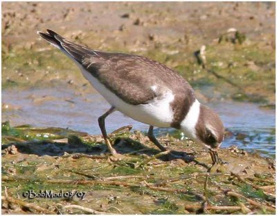 Semi-palmated Plover